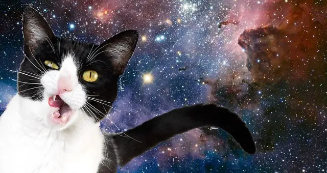 cats-green-olives