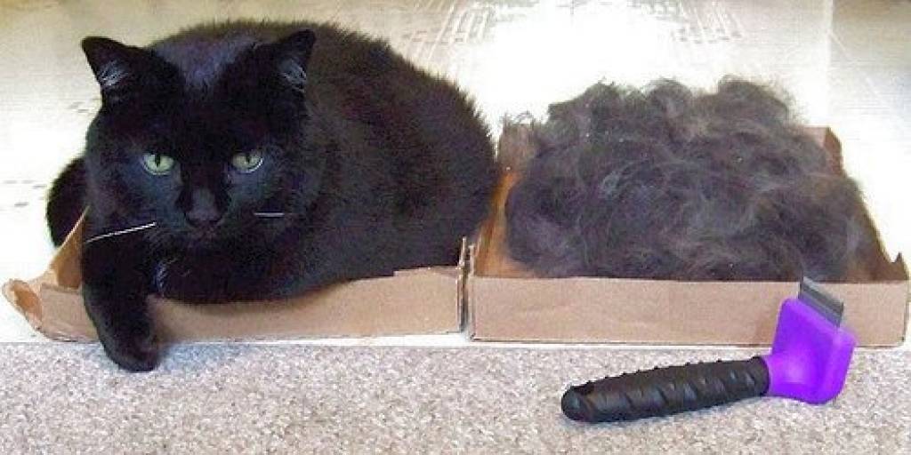 furminator-cat